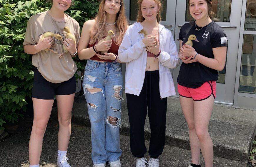 Palmerton students incubate and hatch ducks