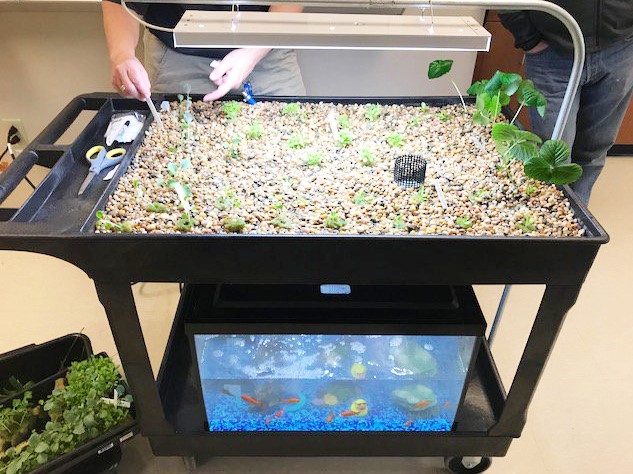 Camp Hill Students Grow & Harvest Plants from Mobile Aquaponics Carts