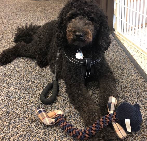 Therapy dog provides support to Shaler Area High School students