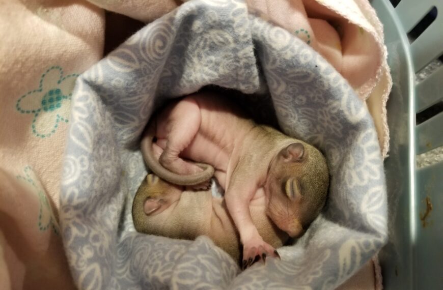 Students sew items for wildlife center